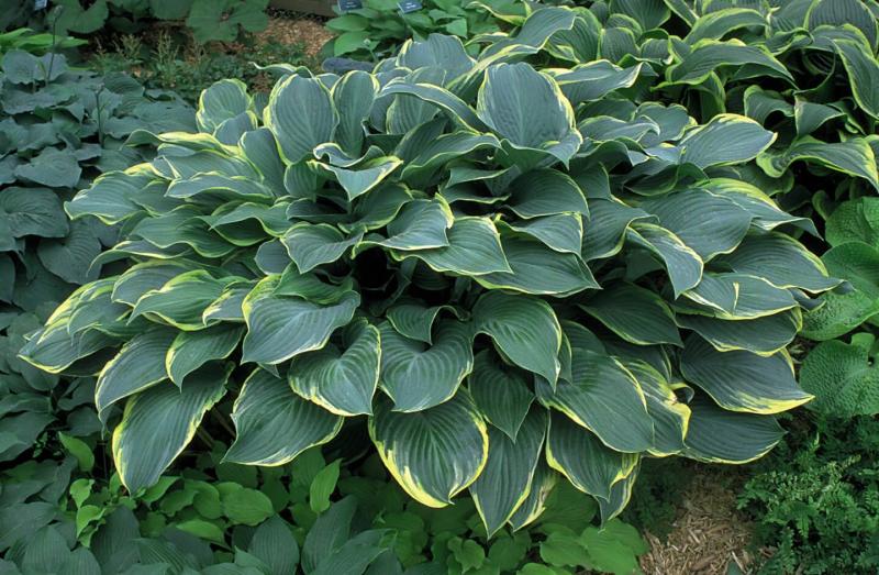 Hosta Regal Splendor (8011)
